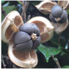 CAMELLIA JAPONICA SEED EXTRACT